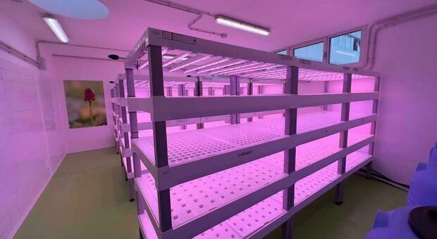 A Tolmezzo si sperimenta l'agricoltura del futuro: luci a led viola e vapore acqueo per far crescere le piantine