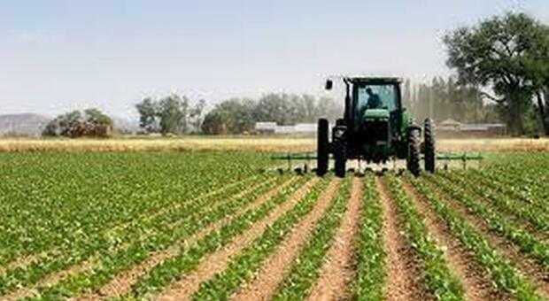 L'associazione produttori agricoli: «Niente manodopera e costi elevati, raccolti a rischio»