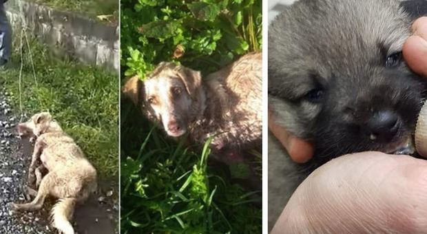 Sparò al suo cane trascinandolo per strada, animale muore dopo giorni di agonia: mistero sul destino dei cuccioli