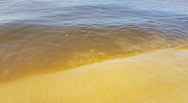 Sperlonga, il mistero del mare giallo: «Ma non è inquinato»