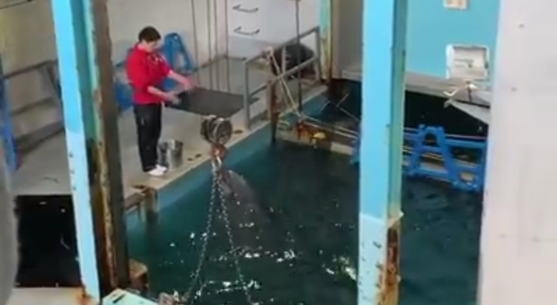 Delfino costretto a cantare dagli addestratori: il video scatena le proteste degli animalisti