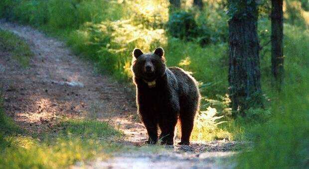 L'orsa JJ4 non sarà abbattuta: il Tar di Trento sospende l'ordinanza «Non è imputabile di aggressione»
