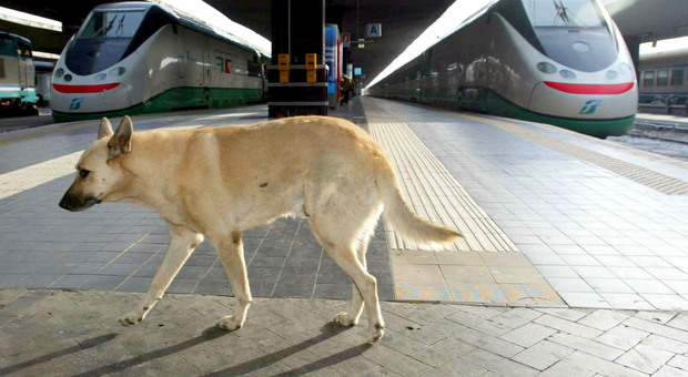 Cane sale da solo in treno, recuperato alla stazione di Venezia dalla Polfer