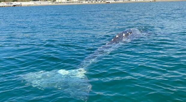 Balena grigia di 8 metri nel porto di Baia: è quella avvistata per la prima volta in Italia a Ponza?