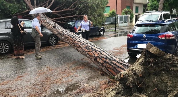 Senigallia, un grosso pino abbattuto dal maltempo si schianta sulle auto