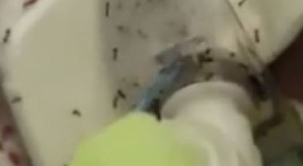 Donna sommersa dalle formiche, la Procura di Napoli dispone autopsia