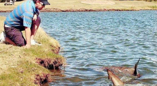 L'incredibile Golf Club di Brisbane è infestato dagli squali. «Se la pallina finisce in acqua sono guai»