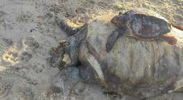 Due tartarughe morte in spiaggia, sembrano mamma e figlia. La foto è virale