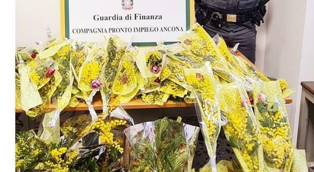 Mimose illegali, multa da 5mila euro a due venditori abusivi: la Finanza di Ancona sequestra 267 mazzetti di fiori