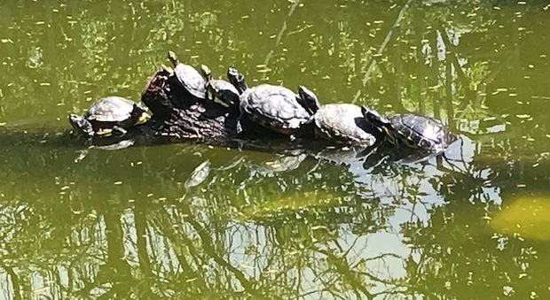 A Villa Sciarra il dramma delle tartarughe extracomunitarie