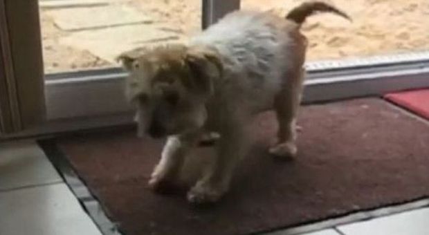Il cane più educato del mondo: prima di entrare si pulisce le zampe