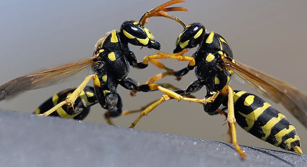 Escursionista punto dalle vespe: ricoverato in choc anafilattico