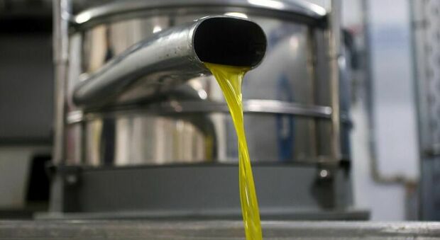 Olio d'oliva adulterato sul mercato internazionale: confiscati 1,6 milioni di euro a un imprenditore