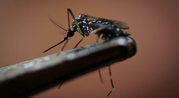 Dengue in Italia, cosa si rischia davvero? Vaia: «Nessun allarme». Quanto è grave la malattia e il pericolo zanzara tigre