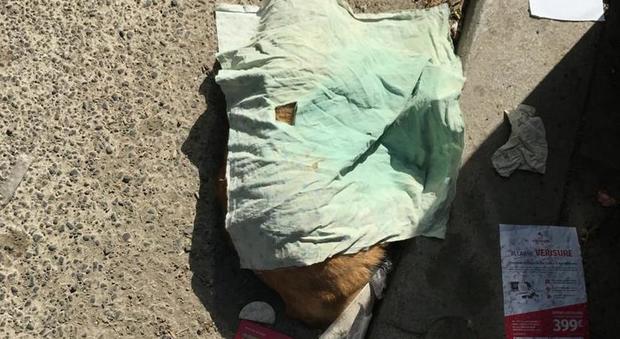 Gatto morto a Via Lanciani coperto dopo la denuncia di Leggo. Ama: «Passeremo a rimuoverlo»