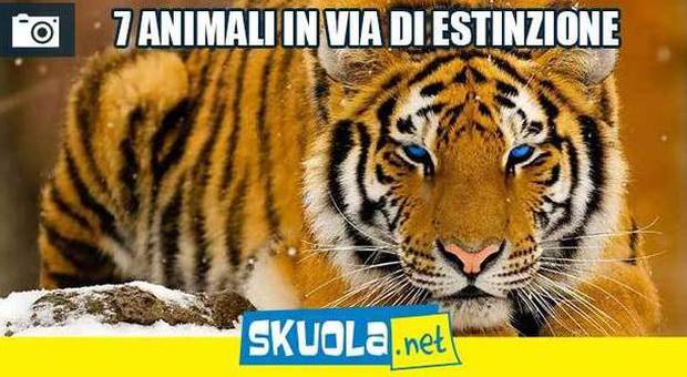 Animali a rischio estinzione (Skuola.net)