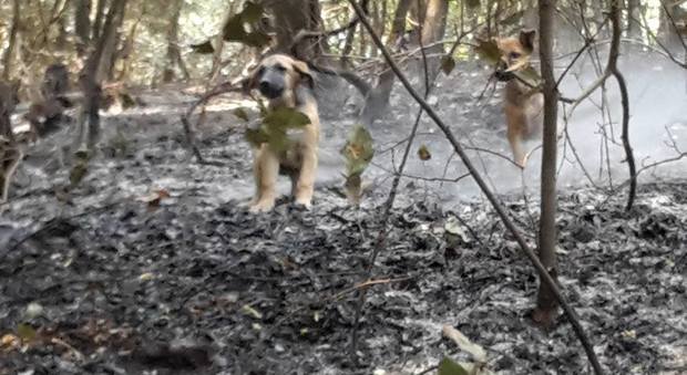 Cuccioli ritrovati sul Vesuvio nel bosco in fiamme, è gara di solidarietà. Ma ancora non sono stati adottati