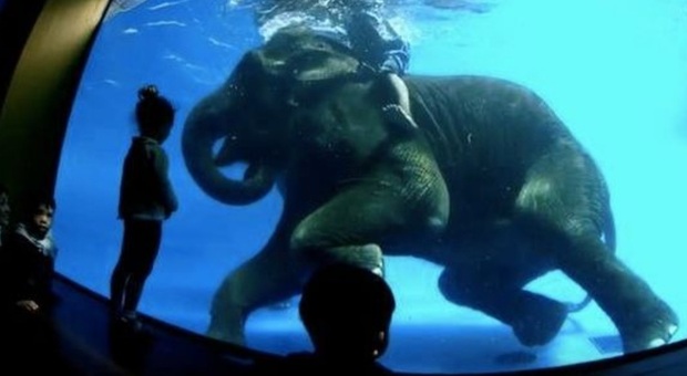 Gli elefanti dello zoo costretti allo show subacqueo