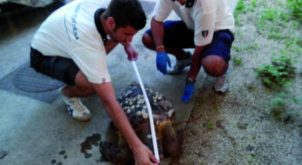Tartaruga marina ritrovata morta La Caretta Caretta pesava 22 chili