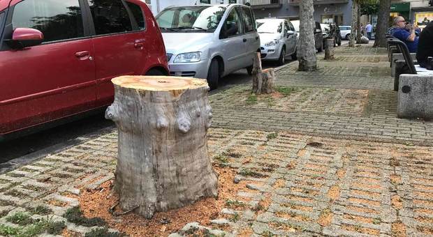 «Non tagliate quegli alberi»: la lotta per l'ambiente dei cittadini campani