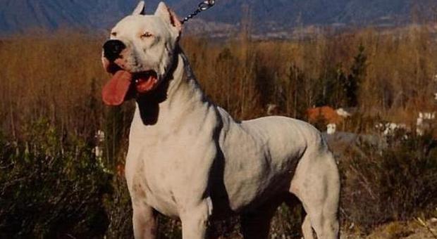 Tre dogo argentini sbranano un altro cane: denunciato il proprietario