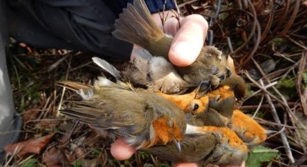 In valigia avevano quasi 1.200 uccellini morti: cacciatori scoperti e denunciati in aeroporto
