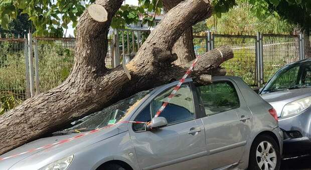 Crolli di alberi al Vomero, il sopralluogo: «Interventi urgenti per la sicurezza pubblica»