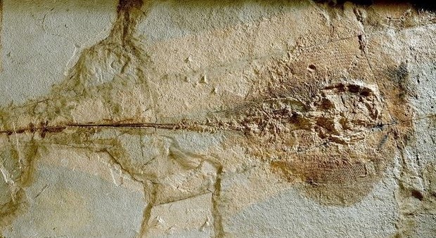 Individuate le prime uova fossili di razza di mare, hanno 50 milioni di anni