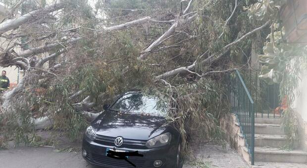 Sicurezza, via nove alberi pericolanti in città. Il Comune di Lecce interviene dopo la caduta del pino vicino alla scuola media