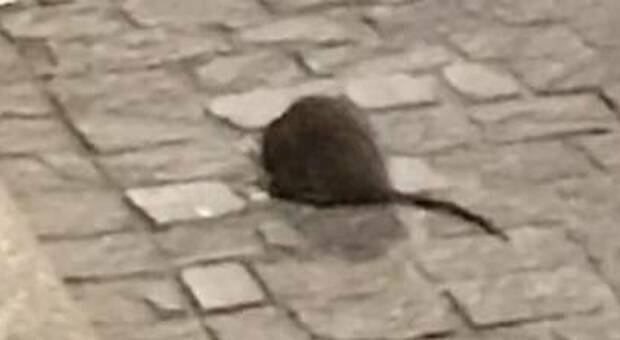 Milano, strade e cestini invasi dai topi: allarme in zona Paolo Sarpi