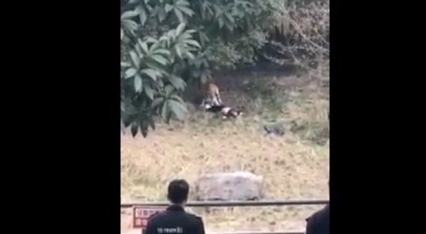 Cina, turista scavalca la recinzione dello zoo e affronta tre tigri: sbranato