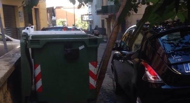 Arrivano i nuovi bidoni dei rifiuti distrutto un albero in «Vesuviana»