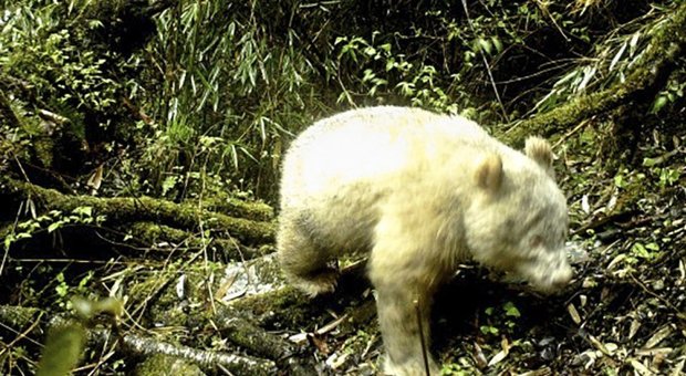 Avvistato un panda albino: evento rarissimo a 2000 metri d'altezza