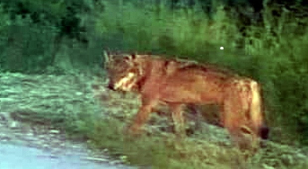 Avvistato vicino alle case il lupo che ha sbranato il cagnolino: la foto scattata dai residenti
