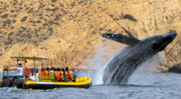 Balena urta la barca di turisti Muore una donna, due feriti