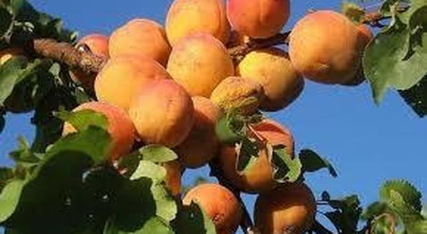 Napoli, la frutta resta sugli alberi: «È troppa, non vale nulla»