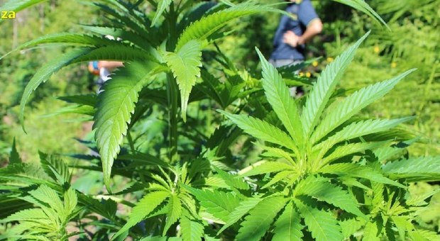 Monti Lattari, scoperte altre due piantagioni di cannabis