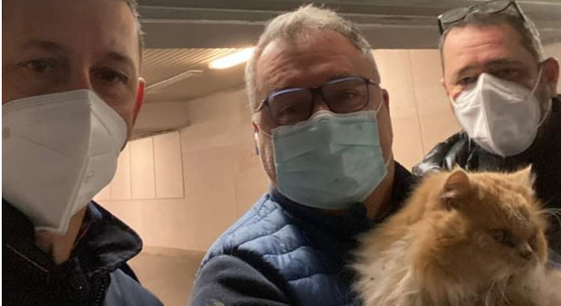 Ritrovato Grisù, il gatto cacciato dal treno a Pescara: sta bene