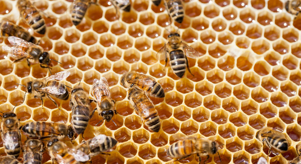 Roma, l'idea della Fai diventa realtà: apicoltura con vista sul Vittoriano
