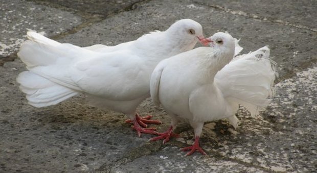 Le guardie zoofile hanno salvato delle colombe utilizzate in riti pasquali