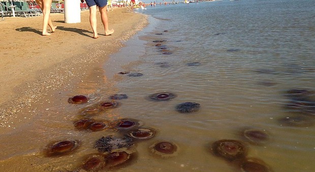 Invasione di meduse in spiaggia