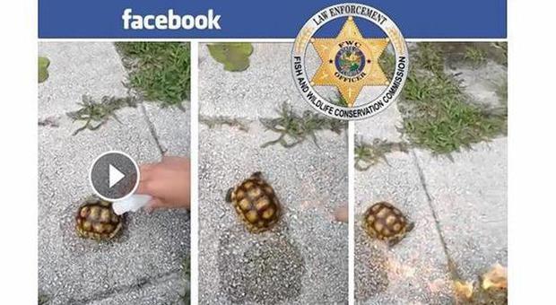 Danno fuoco e schiacciano una tartaruga, poi pubblicano il video su Facebook