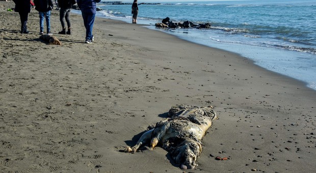 Ostia, una carcassa di vitello sulla spiaggia di Ponente: nessuno lo rimuove