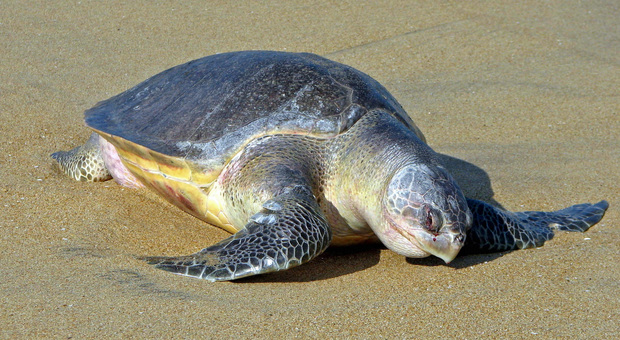 Un esemplare di tartaruga marina Lepidochelys olivacea. foto pubblicata da Wikipedia