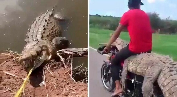 Un gruppo di giovani cattura un caimano in Messico e lo trasporta su una motocicletta