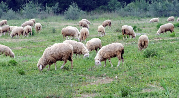 Pranzo di Pasqua, denunciato nel Viterbese un ricettatore di pecore