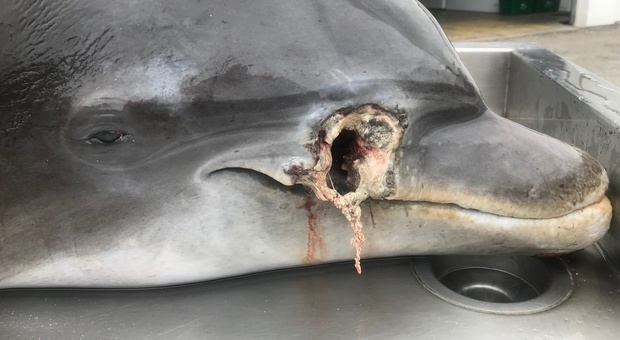 Due delfini trovati morti: «Hanno ferite da arma da fuoco». Caccia ai responsabili