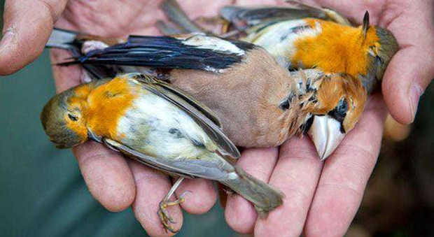 In valigia 1.100 uccelli morti: blitz dei carabinieri, denunce a Vicenza