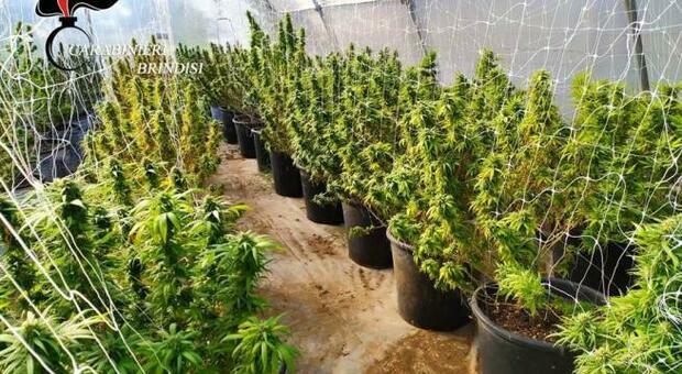 Mesagne, coltivava oltre cento piante di marijuana: arrestato 47enne