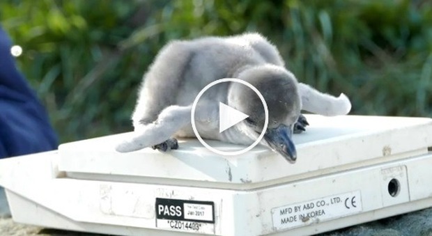 I baby pinguini sulla bilancia sotto gli occhi estasiati di turisti